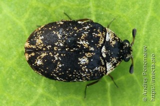 Anthrenus museorum