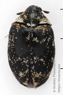 Anthrenus museorum