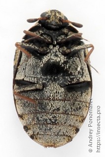 Anthrenus museorum