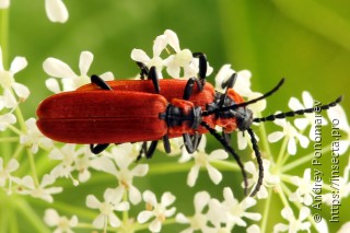 Lygistopterus sanguineus