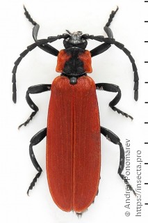 Lygistopterus sanguineus