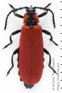 Lygistopterus sanguineus