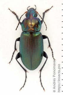 Poecilus versicolor