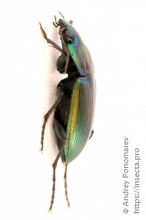 Poecilus versicolor