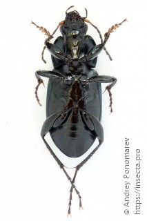 Poecilus versicolor