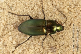 Poecilus versicolor