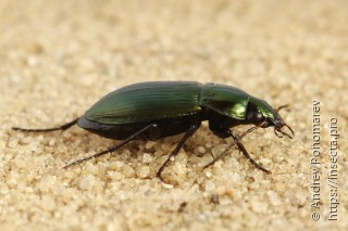 Poecilus versicolor