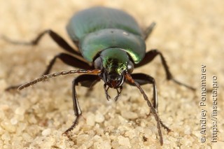 Poecilus versicolor