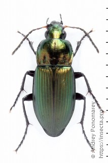 Poecilus versicolor