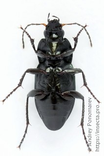 Poecilus versicolor