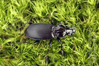 Pterostichus niger