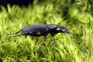 Pterostichus niger