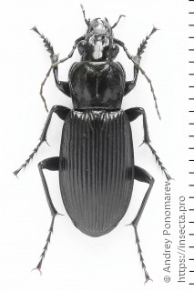 Pterostichus niger