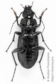 Pterostichus niger