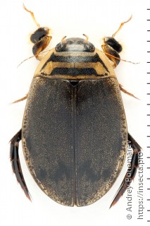 Acilius sulcatus