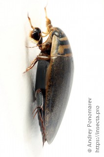 Acilius sulcatus