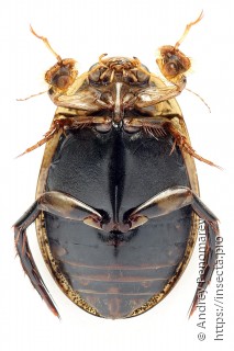 Acilius sulcatus