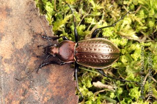 Carabus arcensis