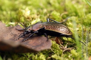 Carabus arcensis