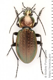 Carabus arcensis