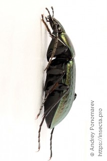 Carabus arcensis