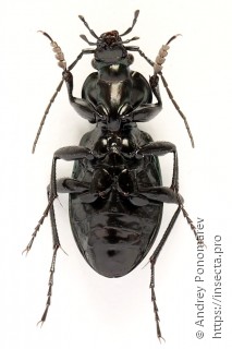 Carabus arcensis