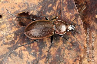 Carabus arcensis