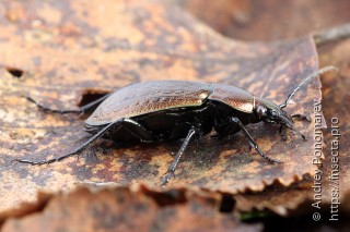 Carabus arcensis