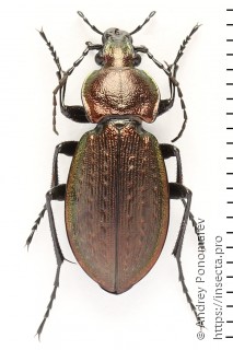 Carabus arcensis