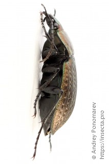 Carabus arcensis