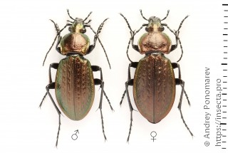 Carabus arcensis