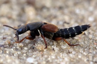 Имаго  Platydracus latebricola