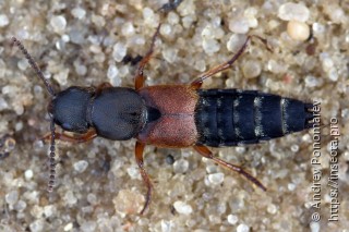 Platydracus latebricola