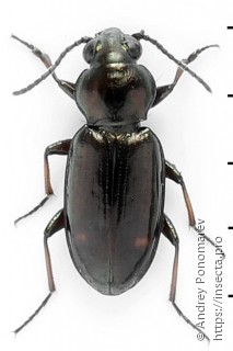 Bembidion guttula