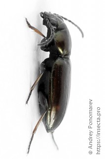 Bembidion guttula