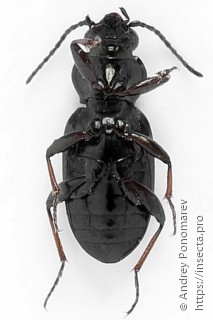 Bembidion guttula