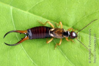 Forficula auricularia