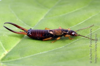 Forficula auricularia