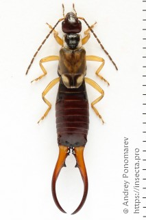 Forficula auricularia