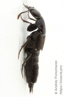 Philonthus succicola