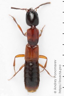 Xantholinus tricolor