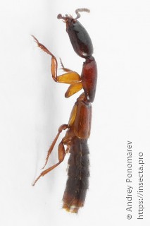 Xantholinus tricolor