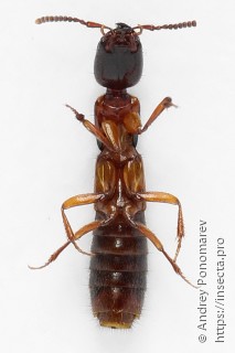 Xantholinus tricolor