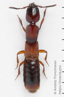 Xantholinus tricolor