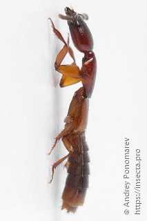 Xantholinus tricolor