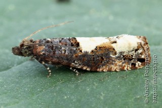 Epinotia trigonella