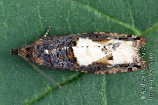 Epinotia trigonella