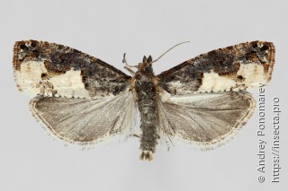 Epinotia trigonella