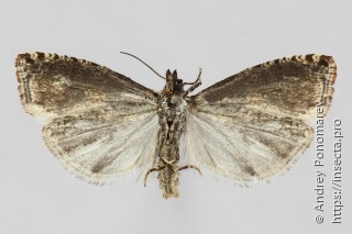 Epinotia trigonella