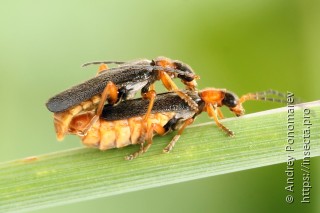 Cantharis flavilabris